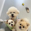 개린이집 이미지