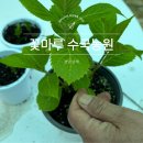 고려농원 | 남해 수국 가드닝 체험 꽃마루 수국농원 후기