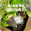 채스알