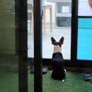 가평 오블리&amp;화이트펫 애견동반 펜션 (오블리4 후기)