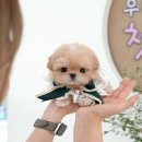 부산강아지분양 미유펫 이미지