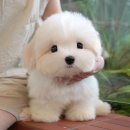 멍이요 천안지점 | 천안강아지분양 미유펫 분양 후기