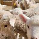 순수목장 이미지