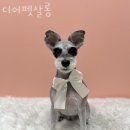 디어펫살롱 이미지