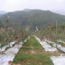 소백산풍기사과 이미지