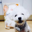 (주)플레이독소프트 | 눈물·알러지 둘 다 잡는 가수분해 닥터독 연어사료 성분까지 싹 분석