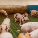 소보소농장 이미지