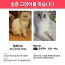 (고양이 실종신고) 용인시 고기동에서 실종된 고양이를 찾습니다!! 이미지