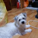 스타일 독-진교애견샵 이미지