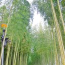 대나무주유소 이미지