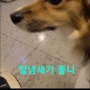 댕댕특별시 이미지