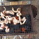 정오농장 이미지