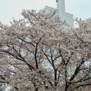 총선의 날 투표하시고 좋은 하루 건강하시고, 행복하세요.👍💞 이미지