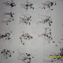 거품벌레(동충하초)가 100마리에 오천 삼백원~~^^ 이미지