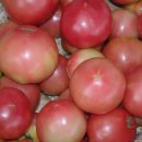 토마토 (Tomato) //글,사진 ─ wind 님 이미지