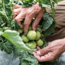 화영농장2 이미지