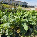 모모농장 이미지