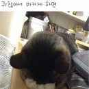 공주마마