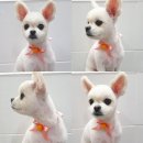 핑크펫샵 이미지