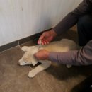 자인동물병원 이미지