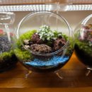 평택-평택-7 | 평택 테라리움 체험 후기 7살·4살 아이와 이타리에서 오아시스 만들기