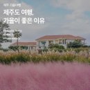 제주의 이유 이미지