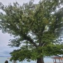 금일중학교생일분교장 이미지