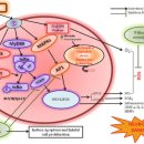 tau 단백질 문제 - 전두측두 치매 nutraceauticals 이미지