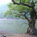 고목나무 이미지