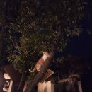 라임고양이 이미지