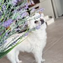 애기야 | 블루 스피루리나로 관리하는 강아지 항산화제, 울애기쌩쌩 시니어 후기