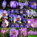 9월21일 사프란(Autuma Crocus) 이미지