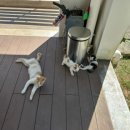 통영767 애견동반펜션 이미지