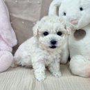 💛🐶 [ 비숑프리제 ] 아가 분양정보 🐶💛 이미지