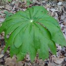 메이애플 (Mayapple; Podophyllum peltatum) 이미지