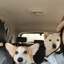 반려동물놀이터 | [전북 부안]정읍에서 30분! | 부안반려동물놀이터 후기