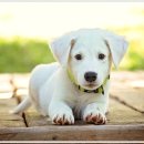 샴푸하는 강아지 이미지