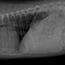 내포동물의료센터 이미지