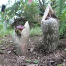 청양고추문화마을 이미지