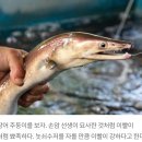 섭장어 이미지
