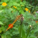 행복을주는꽃 이미지