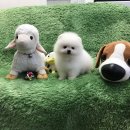 광주강아지분양 고양이분양 펫왕국 이미지