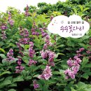 수수꽃다리 이미지