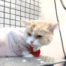 소중하냥 이미지