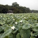 함양토종약초 이미지