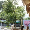 어울림목장 이미지