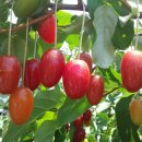 갈릴리농장 이미지