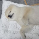 강아지 여름 쿨방석 쿨매트 추천 명중원단 듀라론 냉감패드