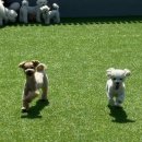 멍린이집 이미지