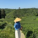 쾌청농장 | 쓰촨 야안 밍산 雅安 名山 녹차밭 여행기 🍵🌱